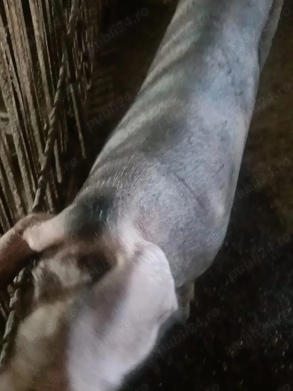 vand o purcea de 3 luni 