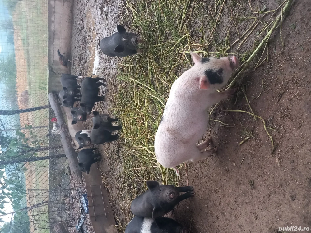 vand purcei vietnamezi 