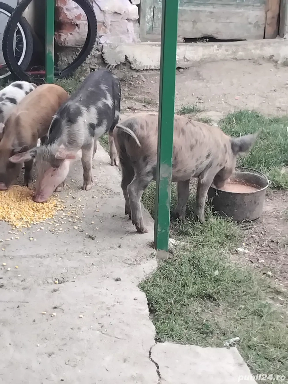 Vând purcei Vând purcei