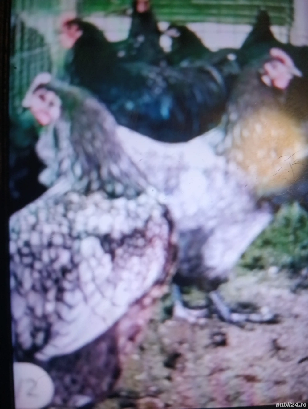 Vind puicuțe de rasă Austrolop foarte frumoase toate culorile 