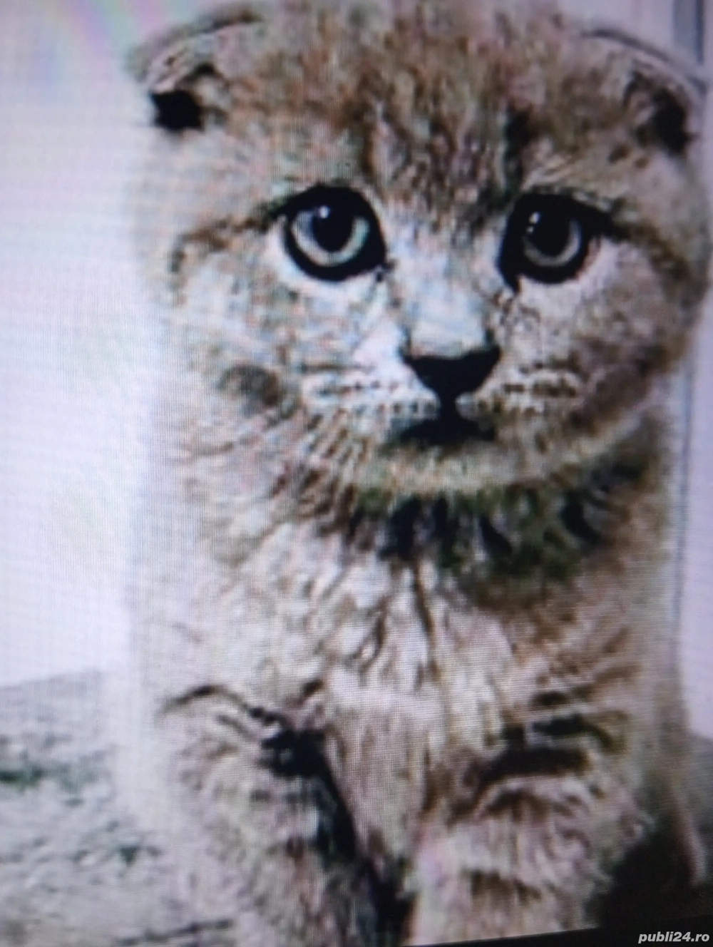 Vind pisică de rasă  Vind pisică de rasă