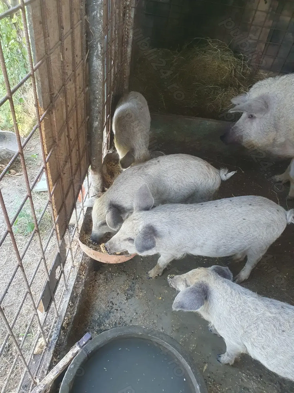 Vând purcei rasa mangalita cu mistreț!!! Vând purcei rasa mangalita cu mistreț!!!