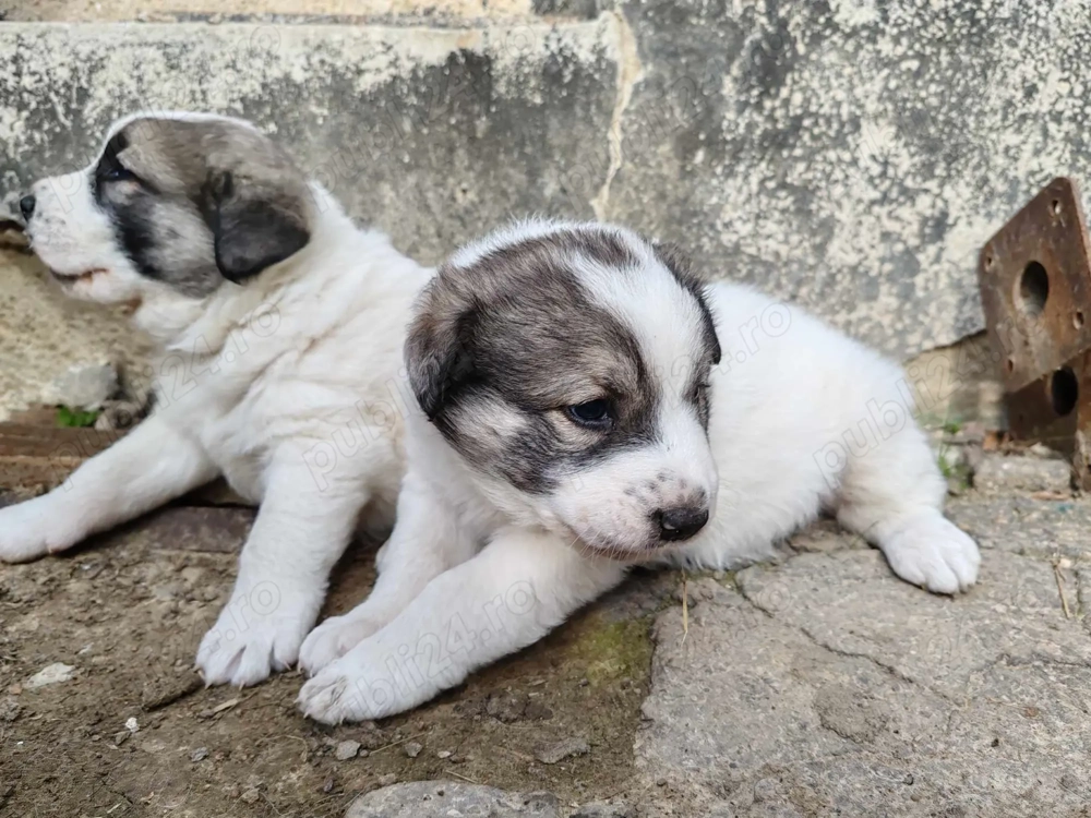 Donez căței Ciobanesc de Bucovina  Donez căței Ciobanesc de Bucovina