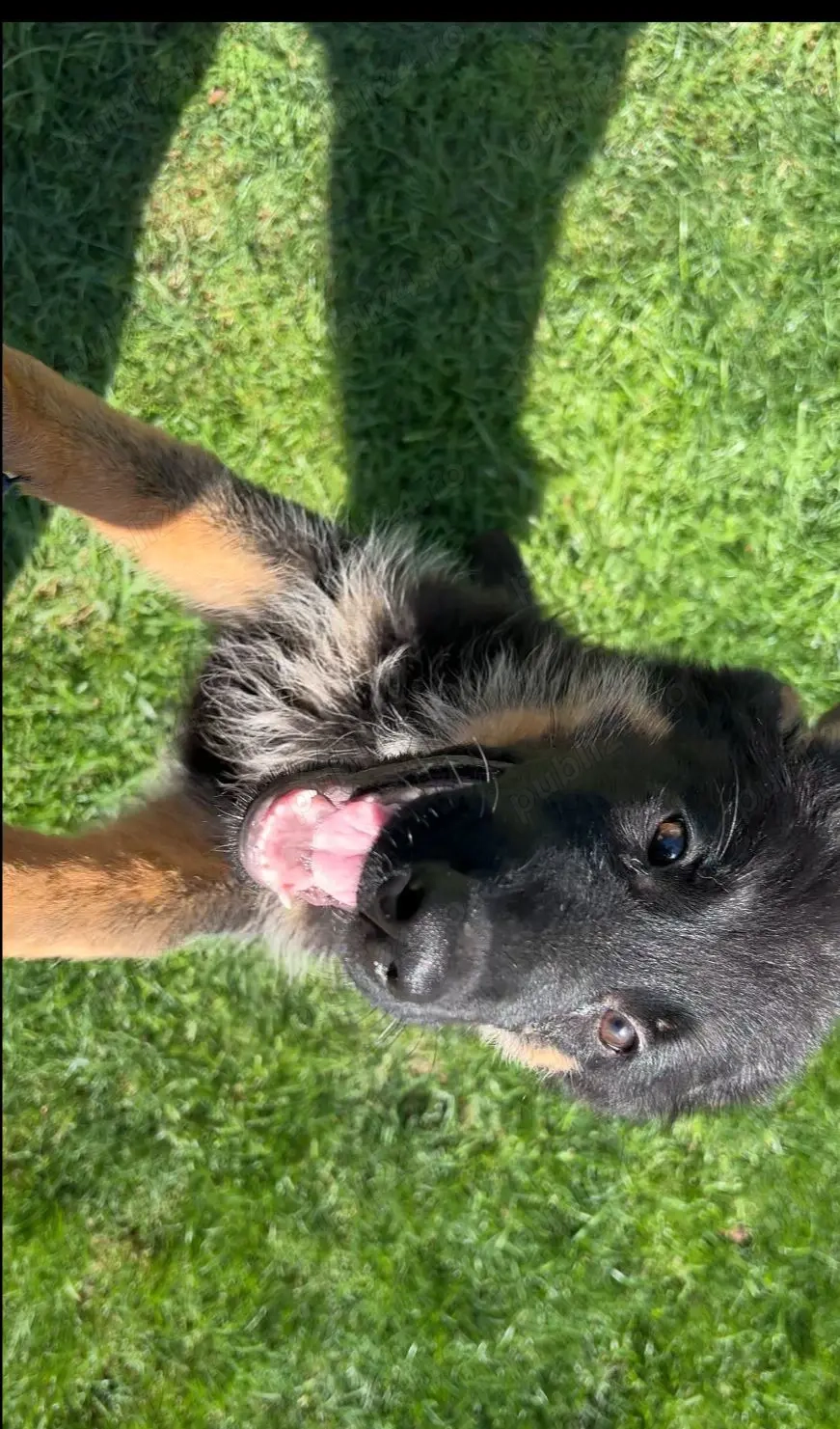 Femela Ciobănesc German 