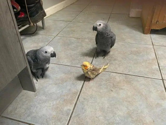 Papagal Jako de vanzare