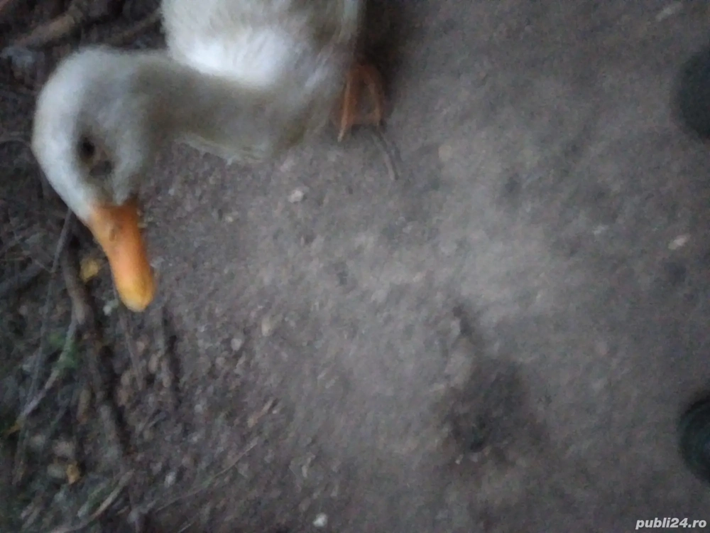 rățoi albi  de carne de vinzare