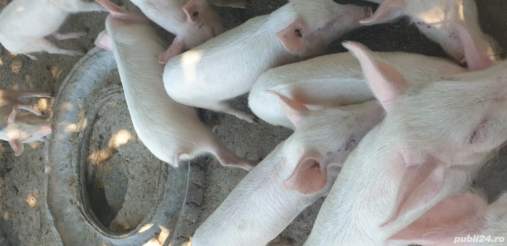 purceluși la 9 saptamîni