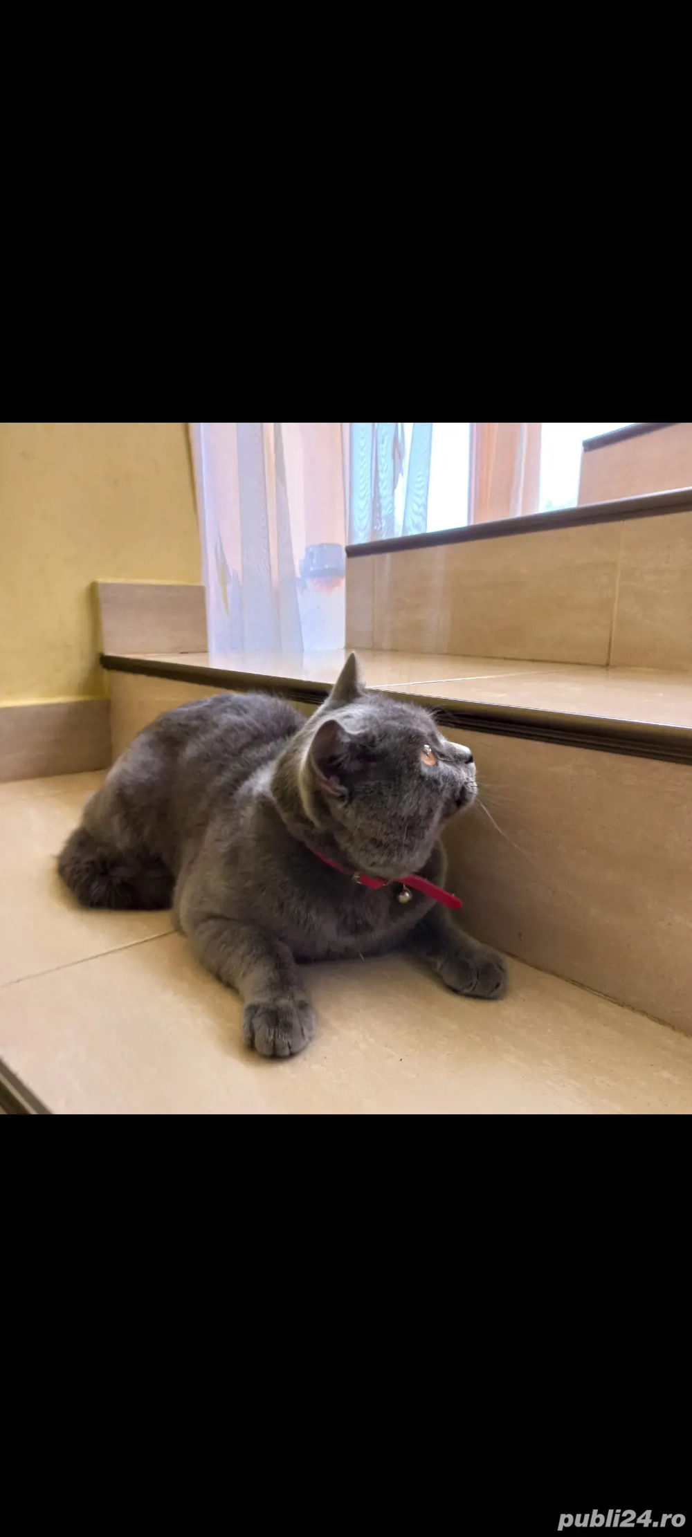 motan british shorthair 