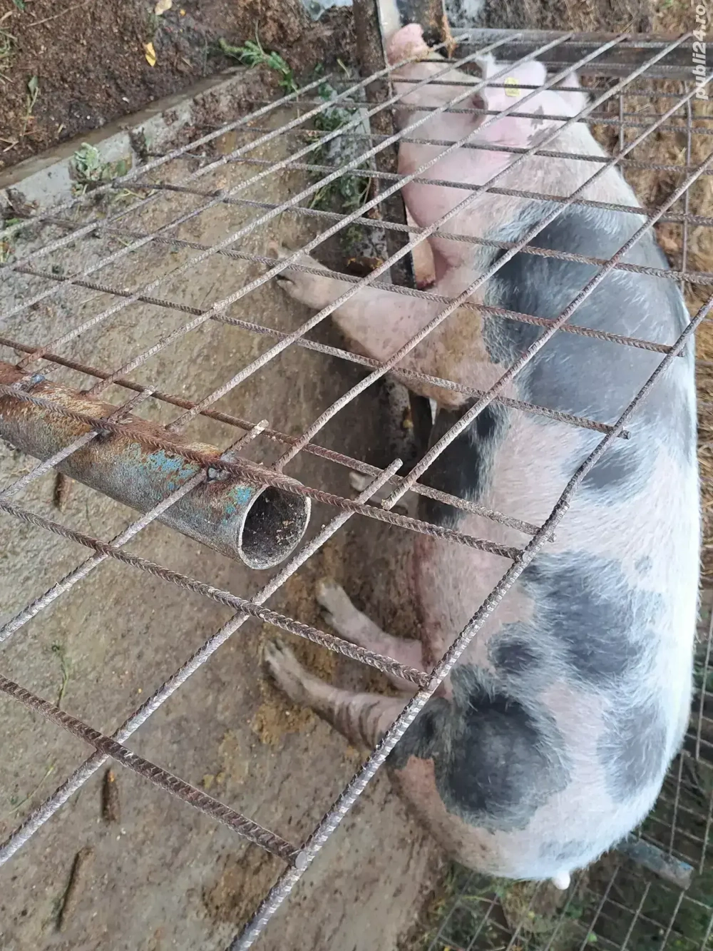 vand porc castrat de o săptămână  de 10-11luni 