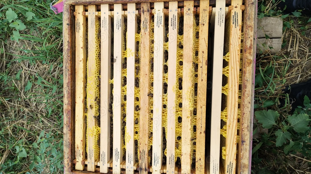 Rame stupi albine 1 2