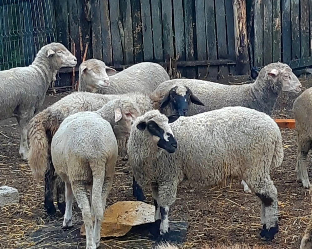 Miei 100% BiO ptr pastramă, proțap, sau reproducție