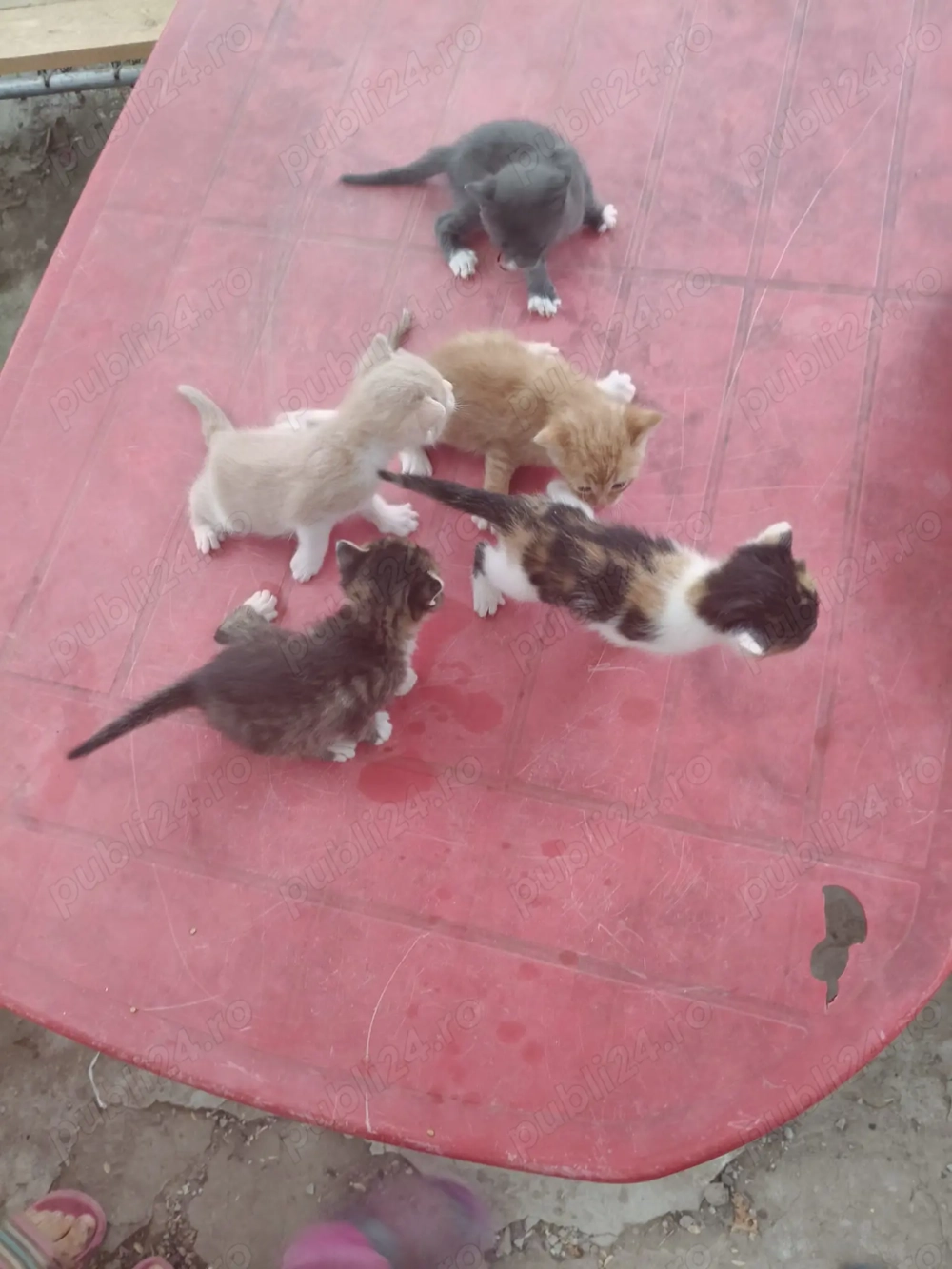 Adoptie pui de pisici Adoptie pui de pisici