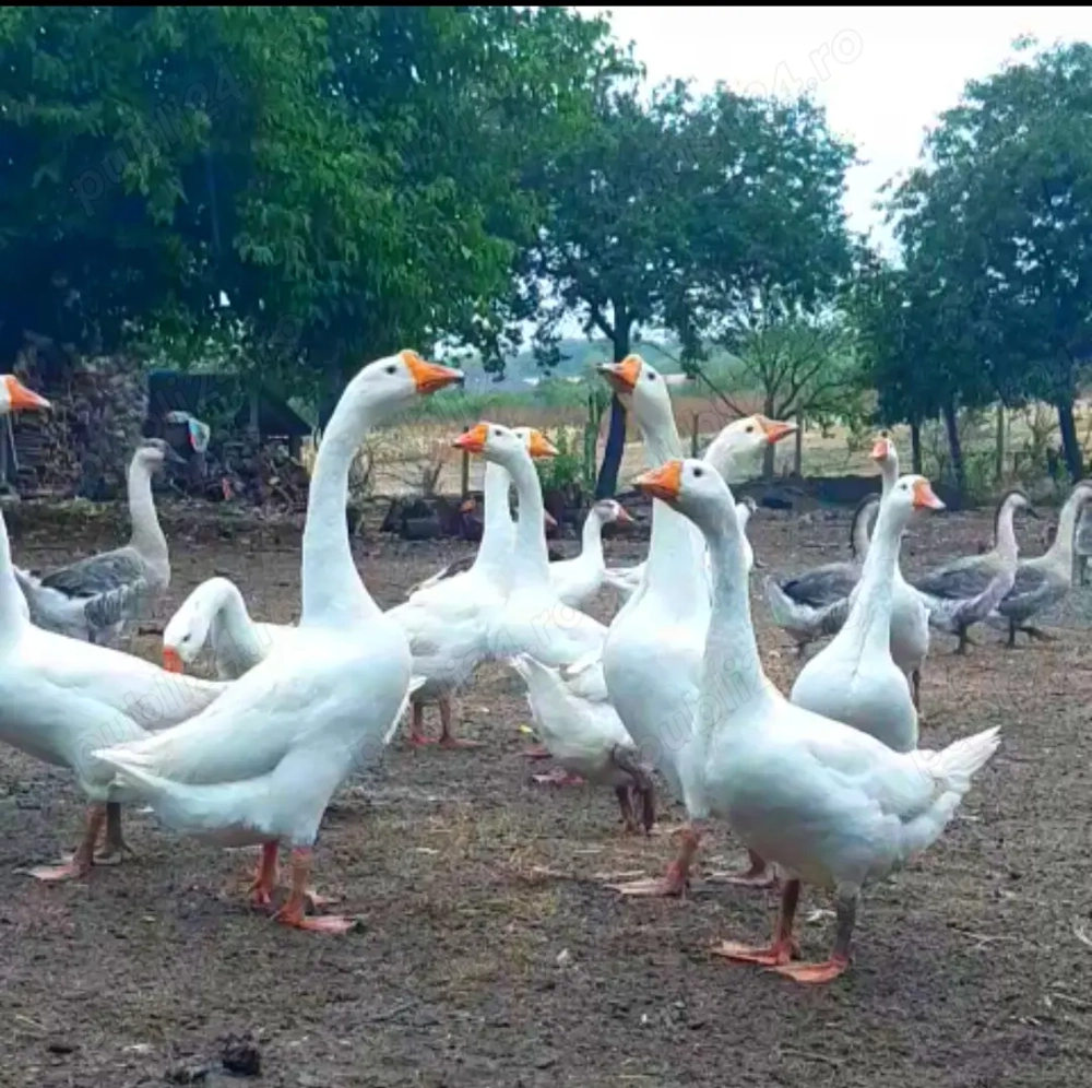 Gâște tinere ptr cuptor pe varza