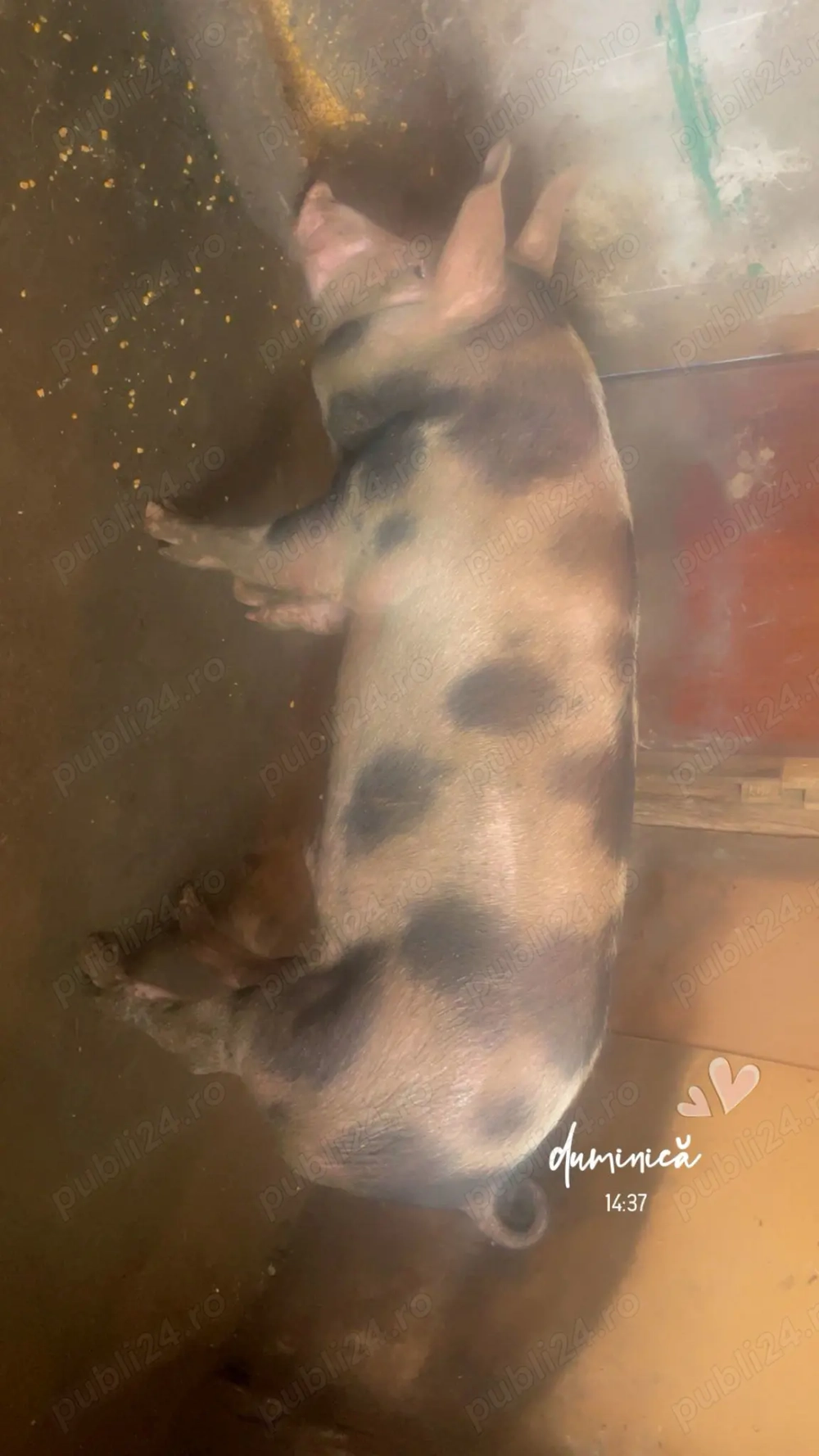 Porc Pietran Belgian 