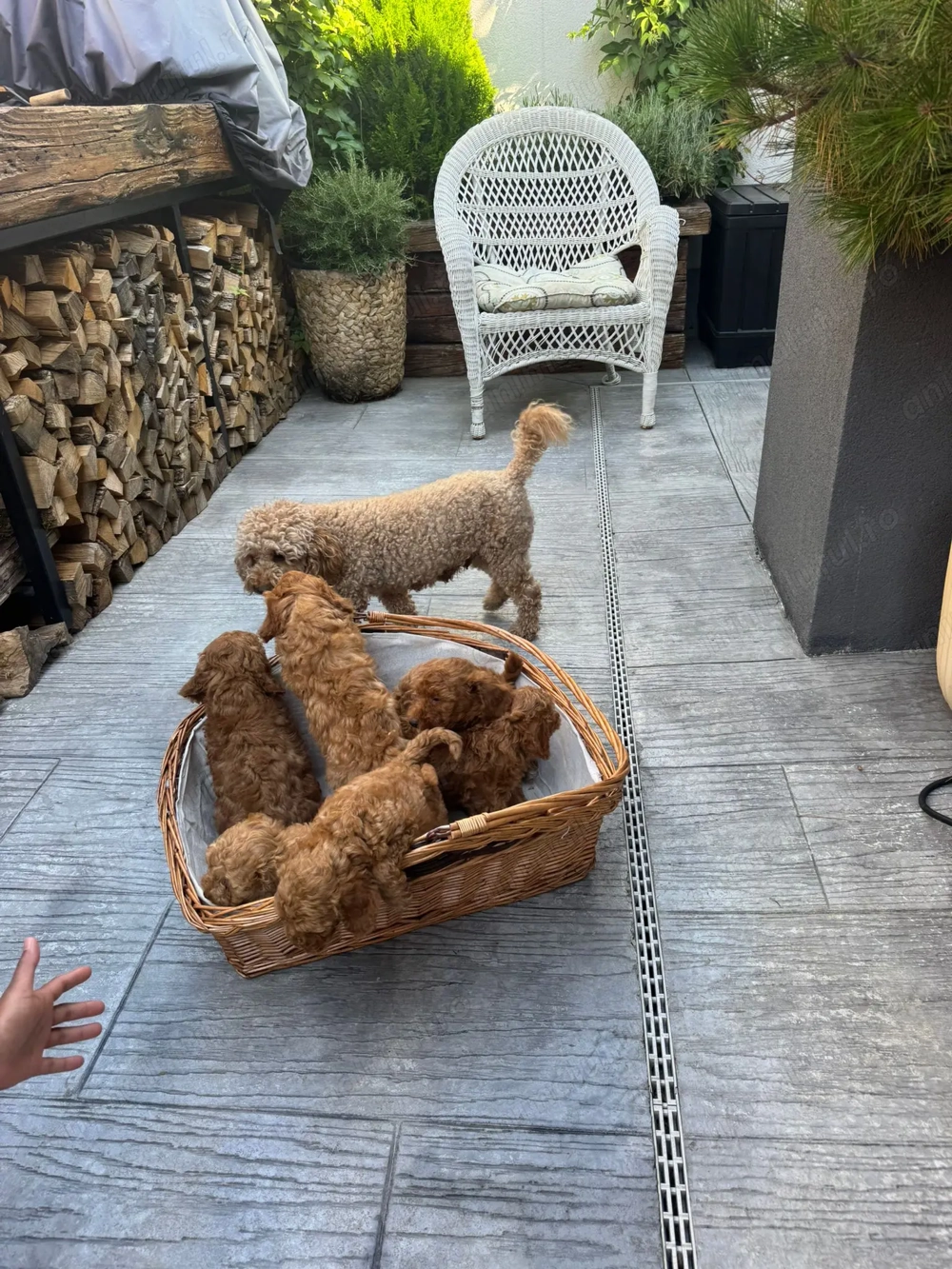 Vând căței pudeli caramel