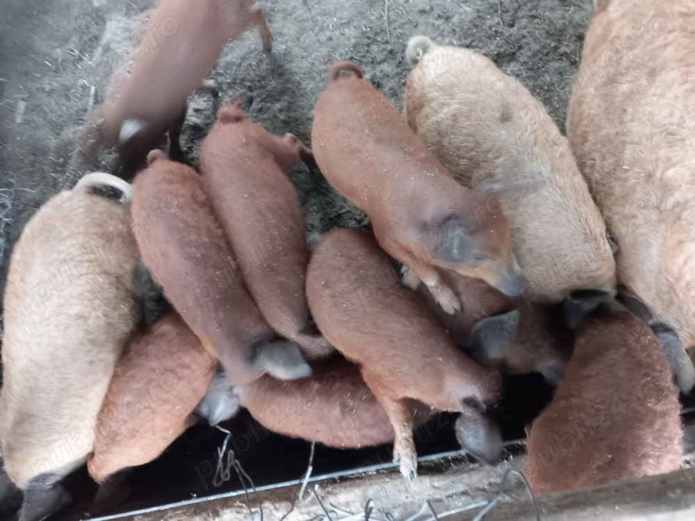 mangalita rasa pura de 2, 3 si 4luni