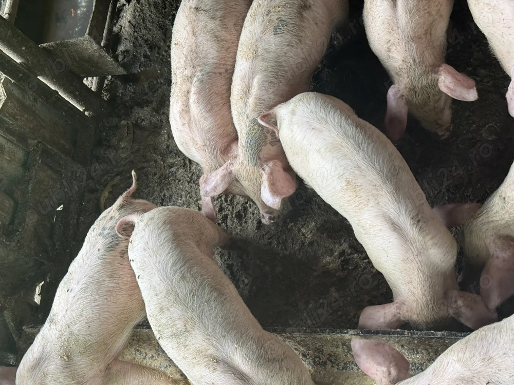 Vând soldani 4 luni și purcei 8 săptămâni 