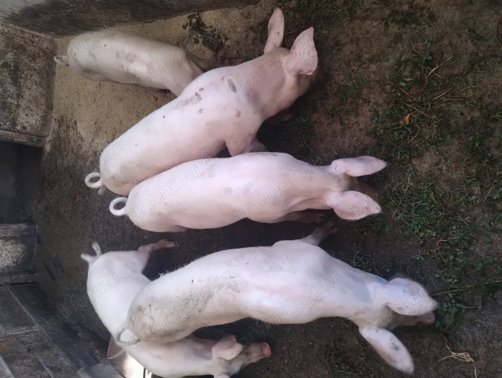 Purcei de vânzare  Purcei de vânzare