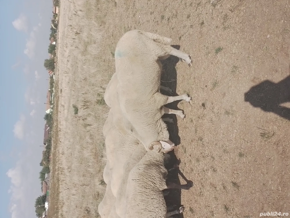 vând oi țigăi vând oi țigăi