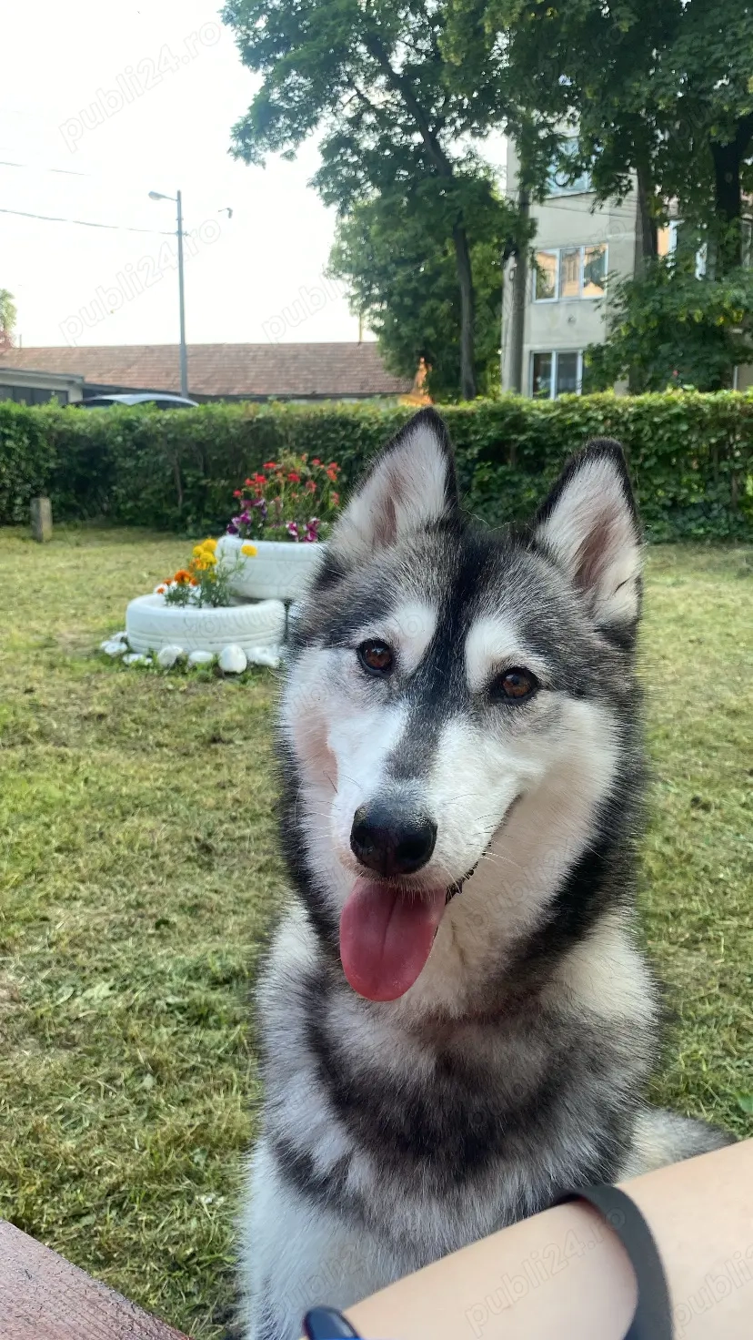 Vând Huscky Siberian 