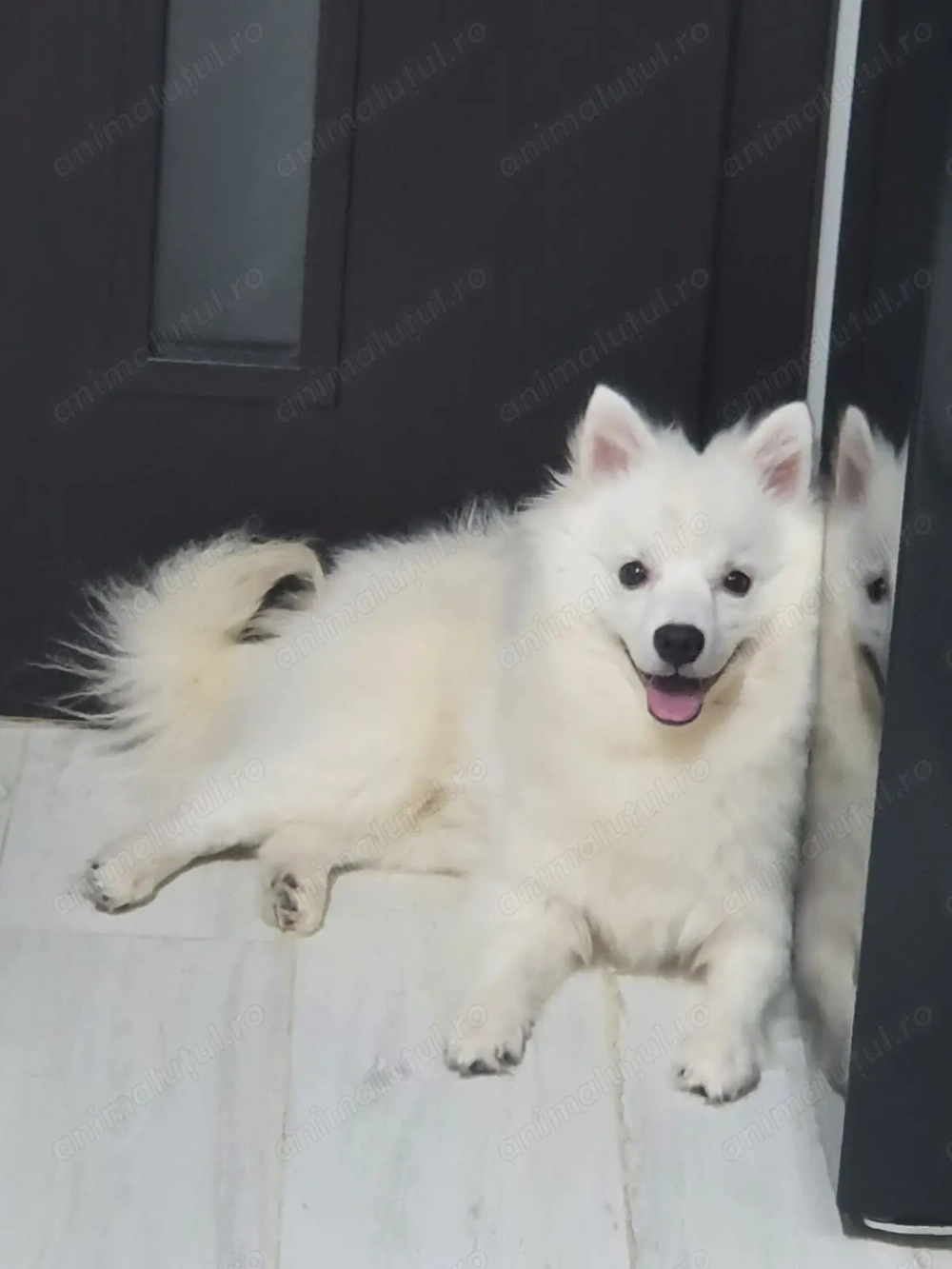 De vânzare vulpino italiano