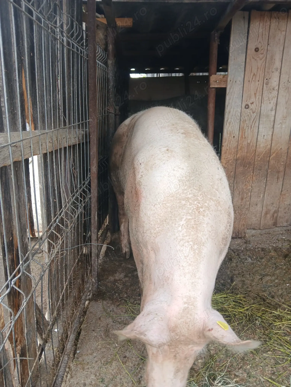 Purcea la vânzare  Purcea la vânzare