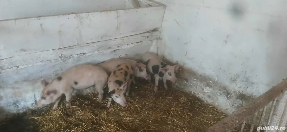 vand purcei 8 saptamani 