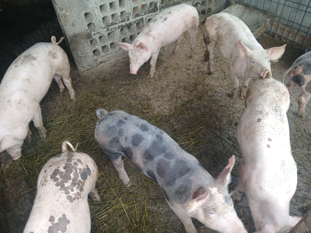 Purceii de vânzare  Purceii de vânzare