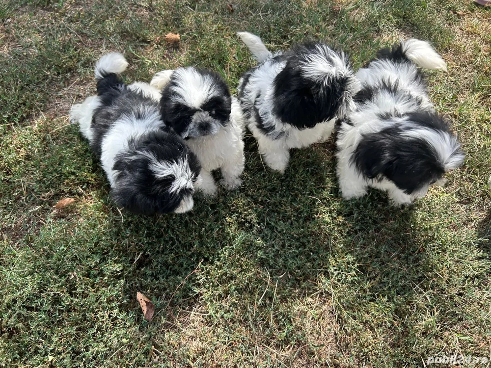 puiuti shihtzu cauta casa 