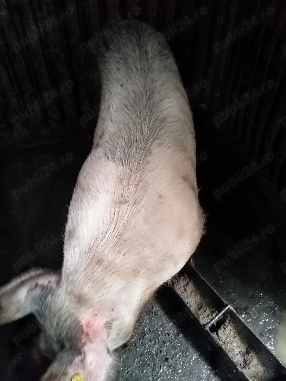 Porci de vanzare  Porci de vanzare