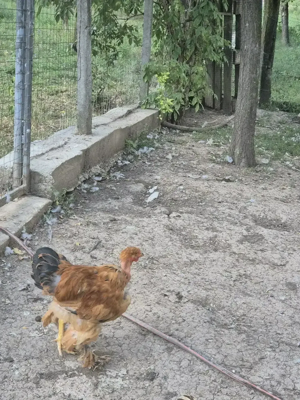 Cocoși gat golaș metis de Brahma