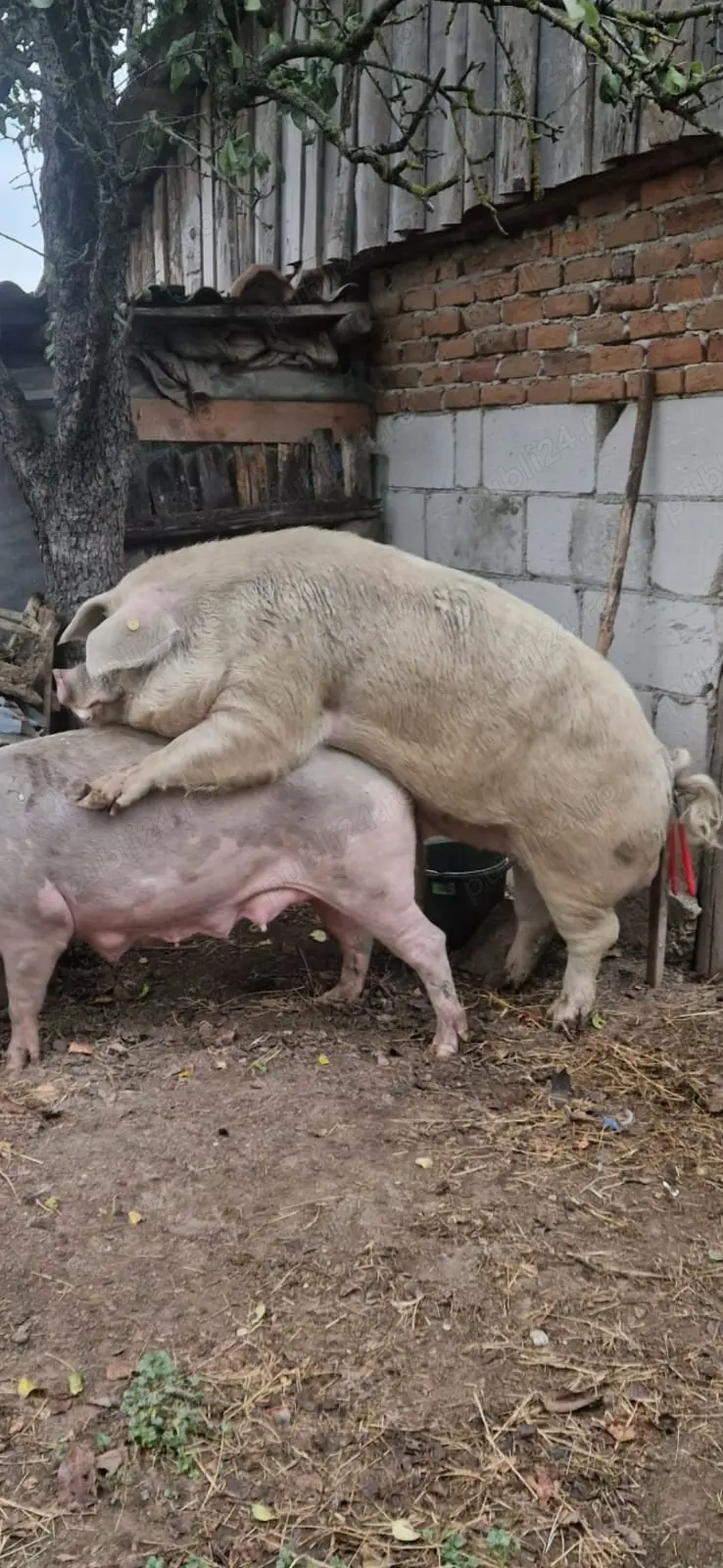 Vând vier  Vând vier