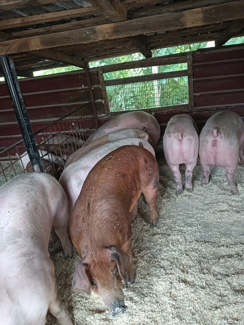 Vând porci de carne Super calitate . Vând porci de carne Super calitate .