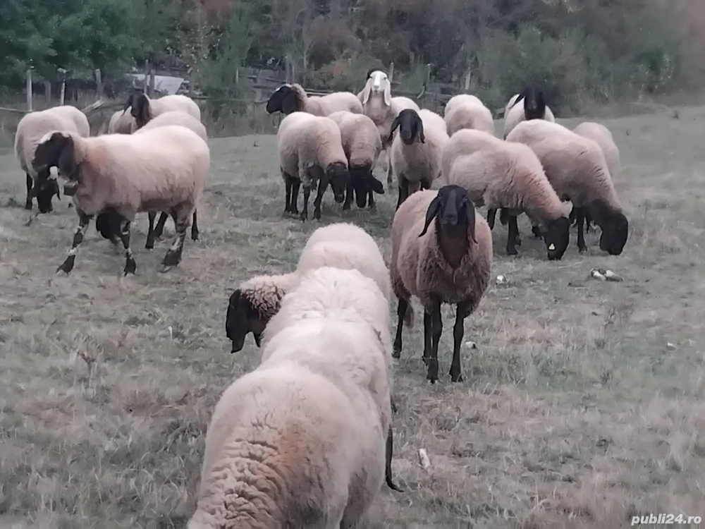 vând oi Carabașe vând oi Carabașe