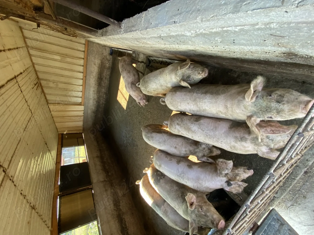 Vând porci șuldei  Vând porci șuldei