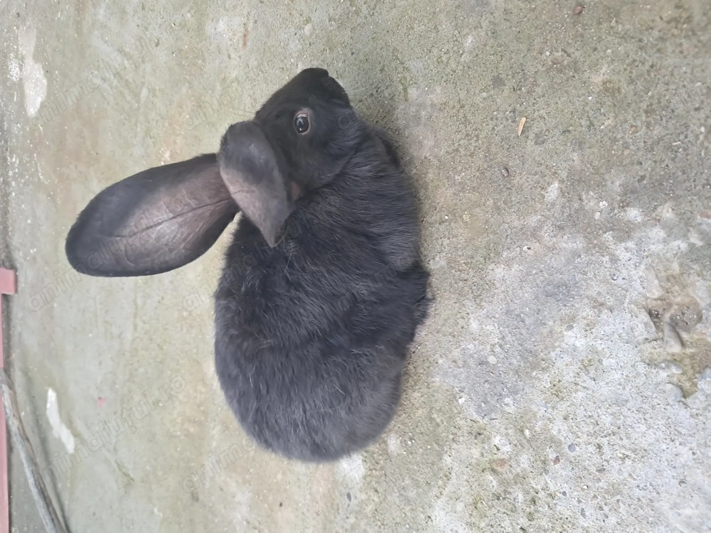 Vand pui de iepure Vand pui de iepure