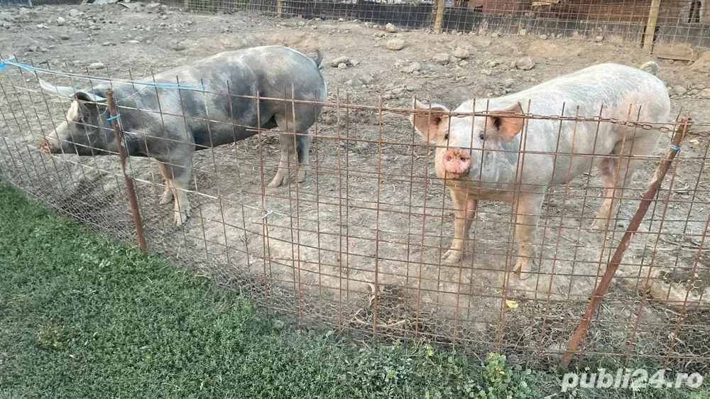 vanzare porci de carne vanzare porci de carne