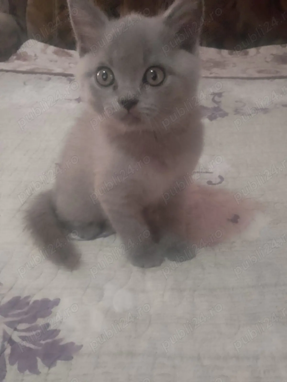 Pui de pisică British