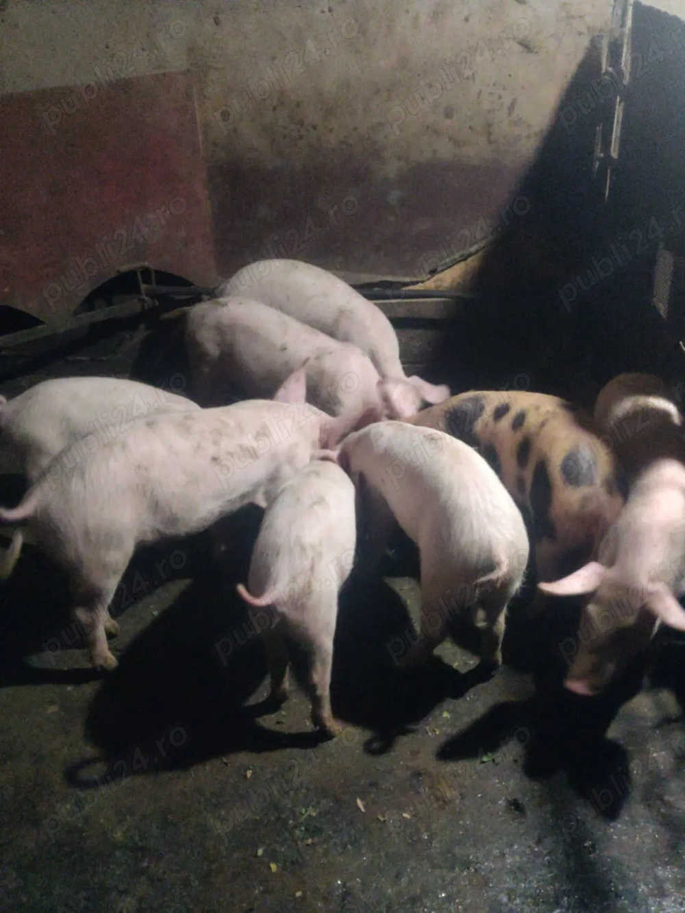 Vand purcei de 10 saptamani