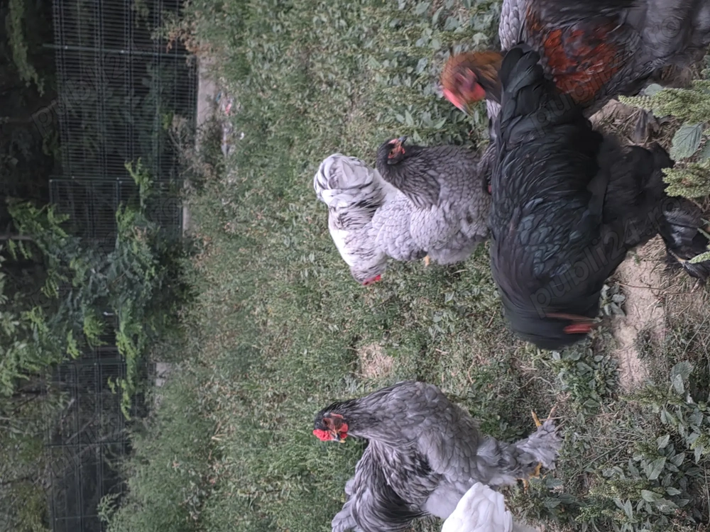 Vând pui Brahma Vând pui Brahma