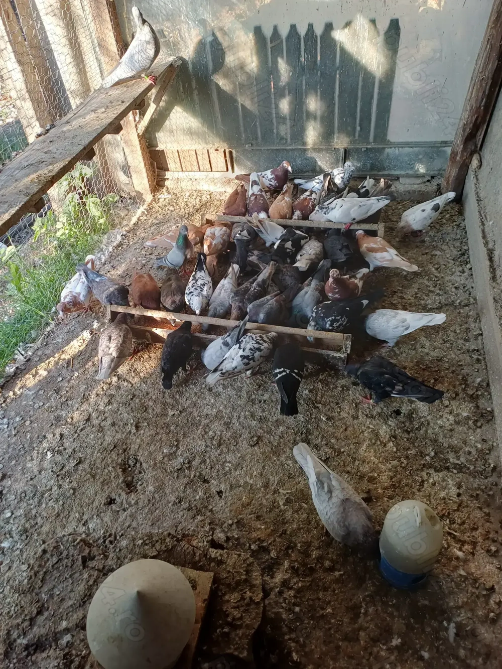 Porumbeii disponibili.