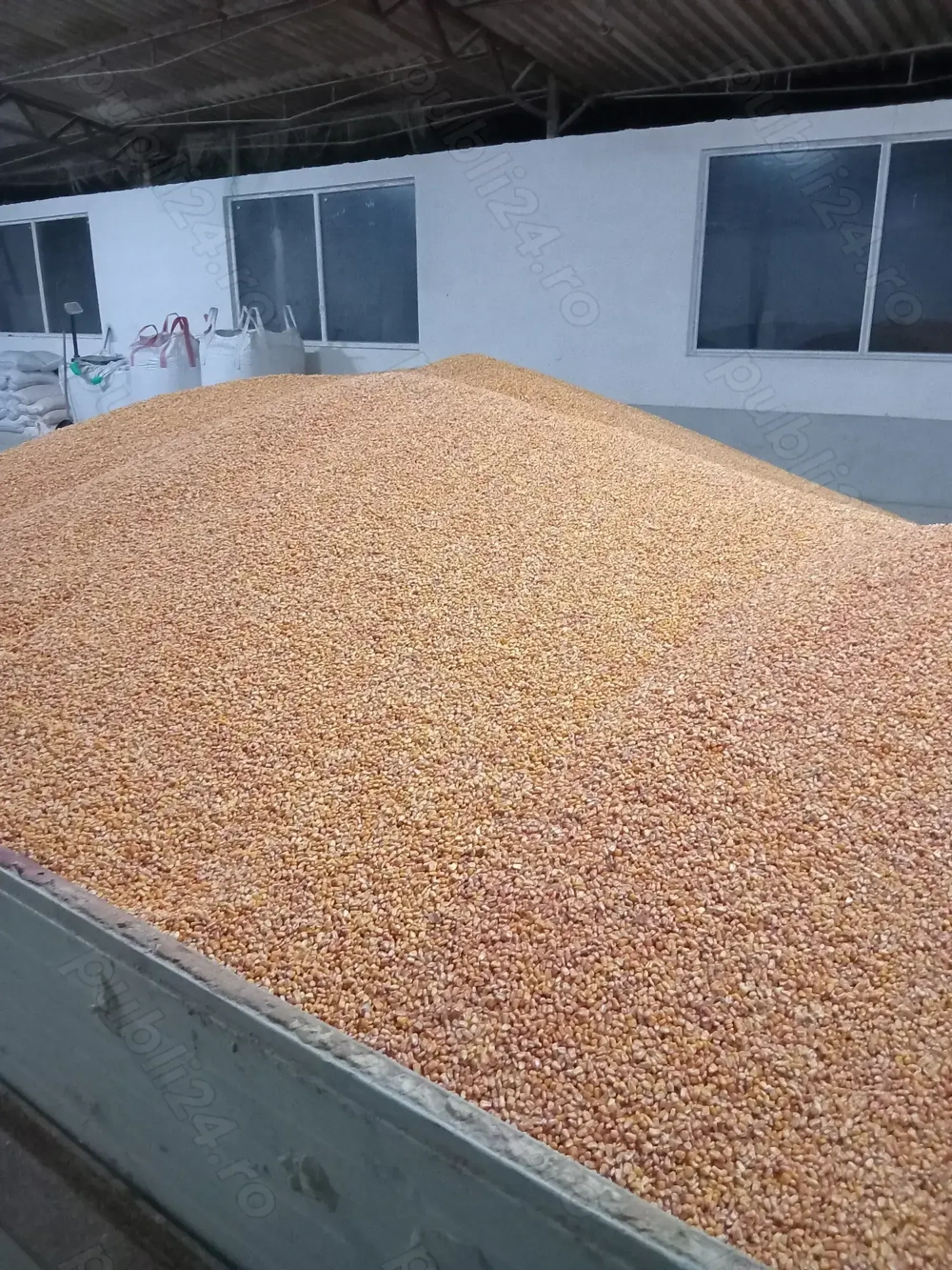 Porumb boabe producție  2025