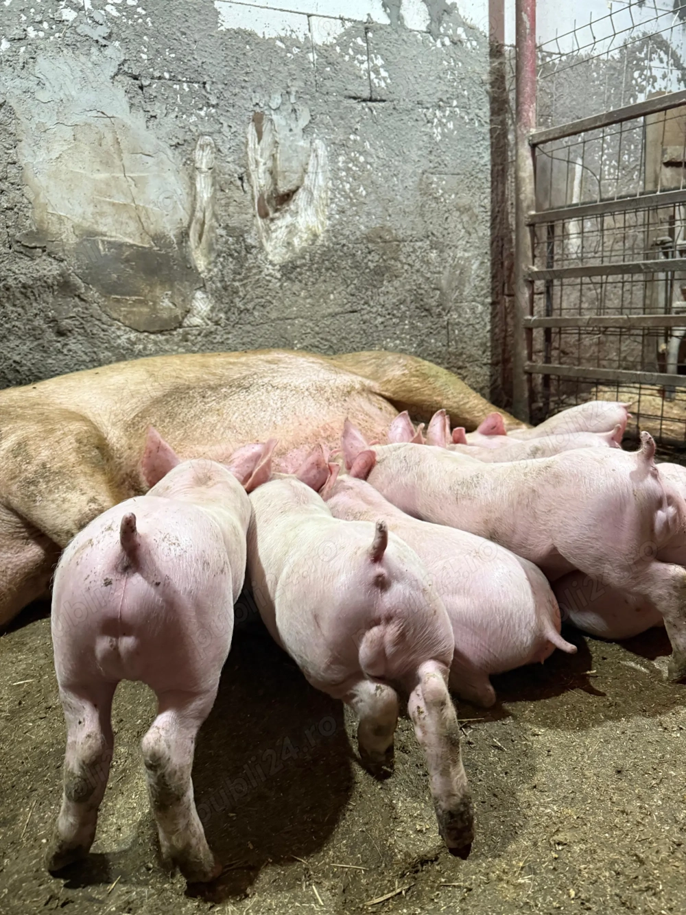 Purcei rasă de carne, vaccinati și deparazitati Purcei rasă de carne, vaccinati și deparazitati