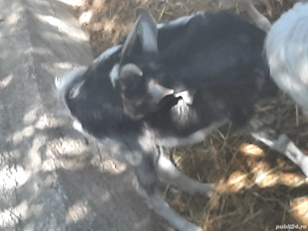 țăpușori si iede de vânzare de anu asta țăpușori si iede de vânzare de anu asta