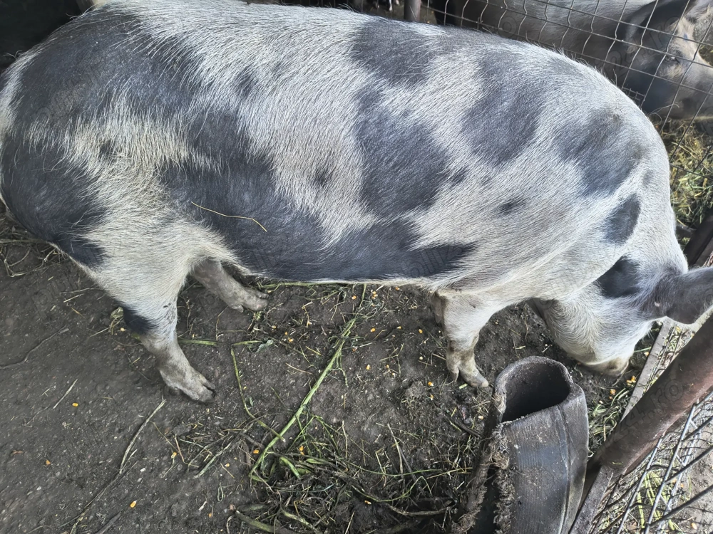 Porc mare, mascul,150kg;  Porci mici, de 6 săptămâni;