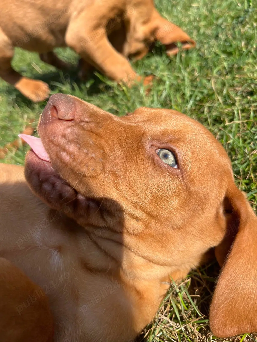 Cățeluși Viszla maghiara  în căutare de noi stăpâni și parteneri de vanatoare 