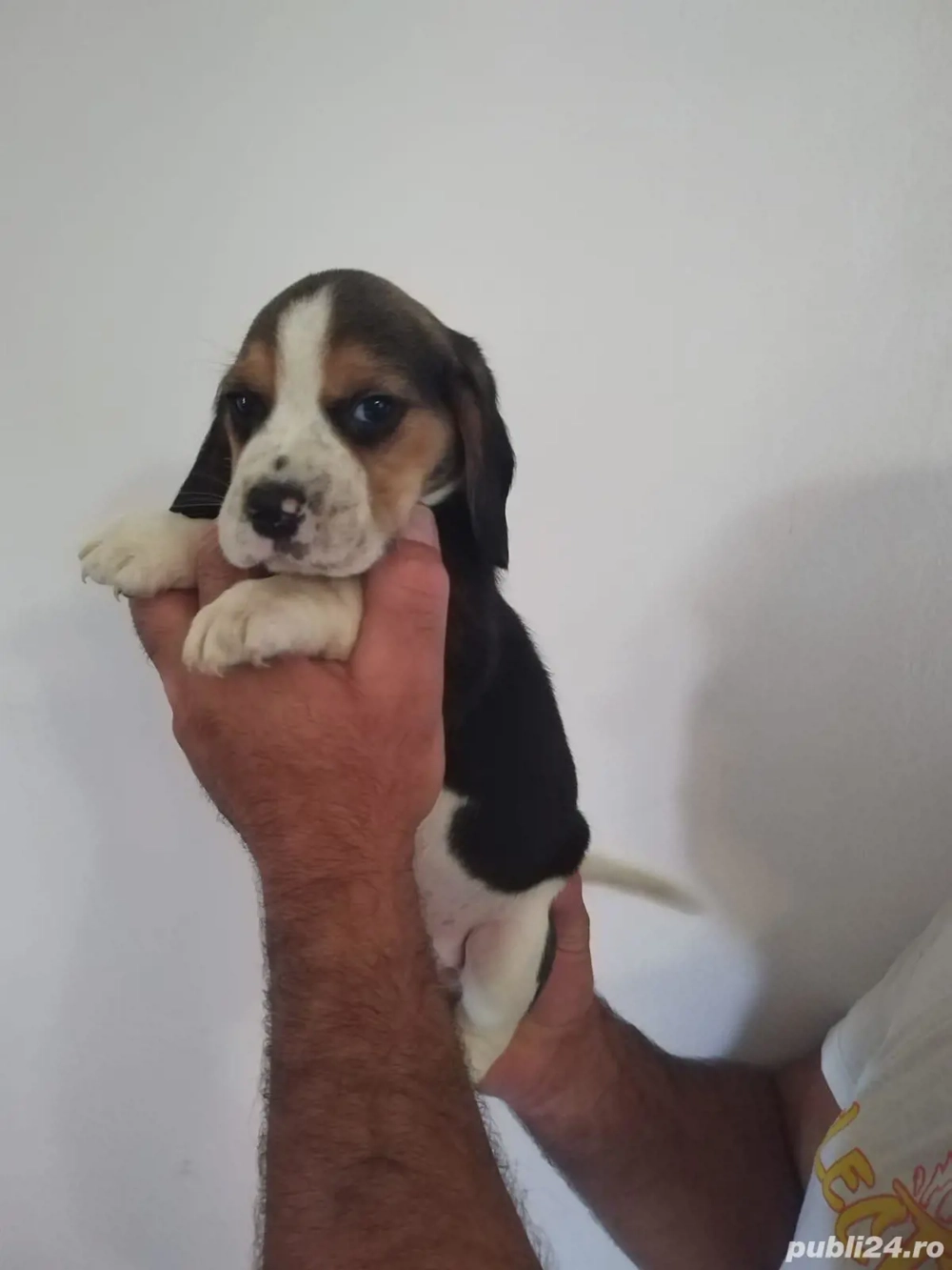 Beagle Tricolor