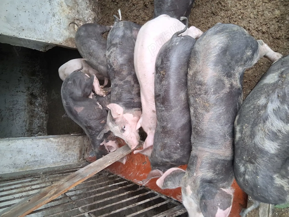 Vand purcei intarcati 