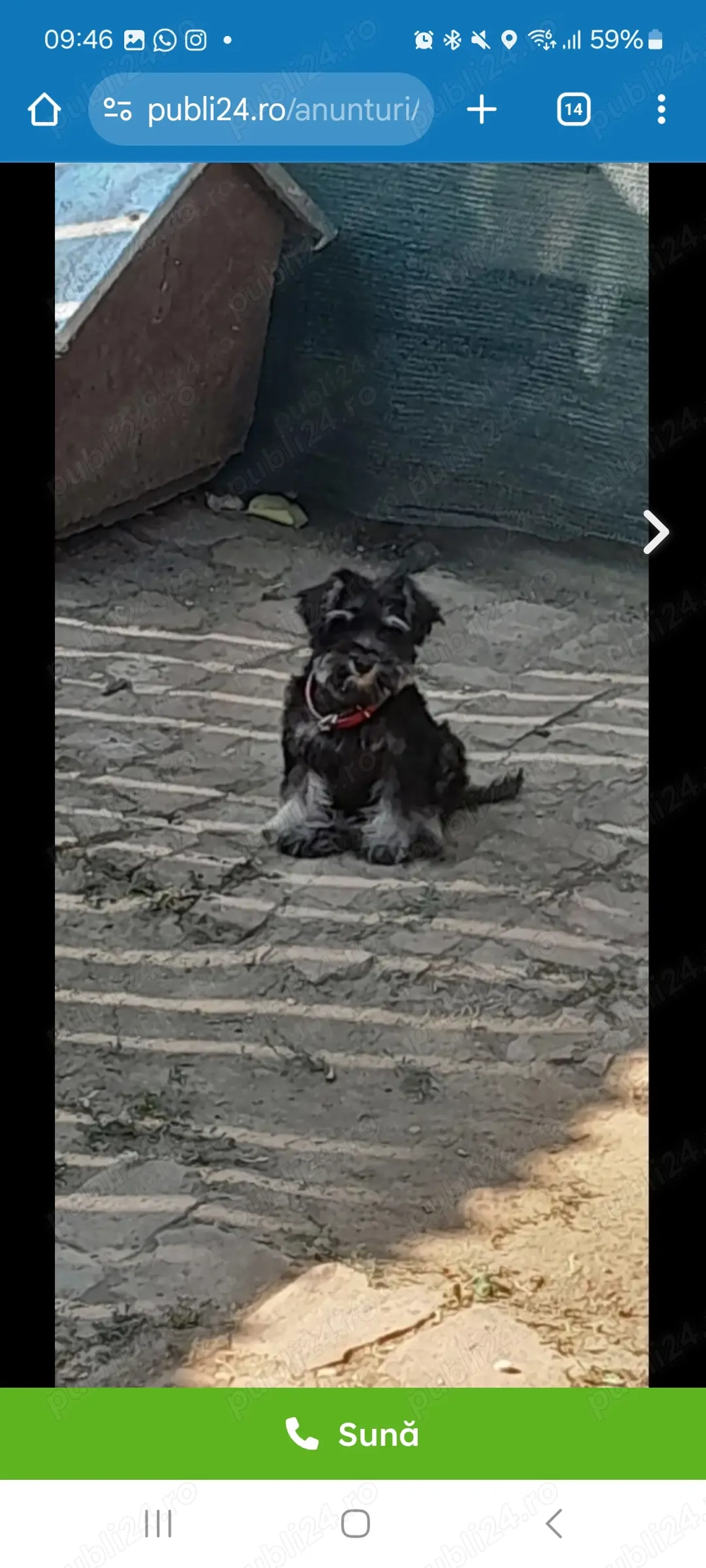 Schnauzer pitic femela VAND URGENT! Schnauzer pitic femela VAND URGENT!