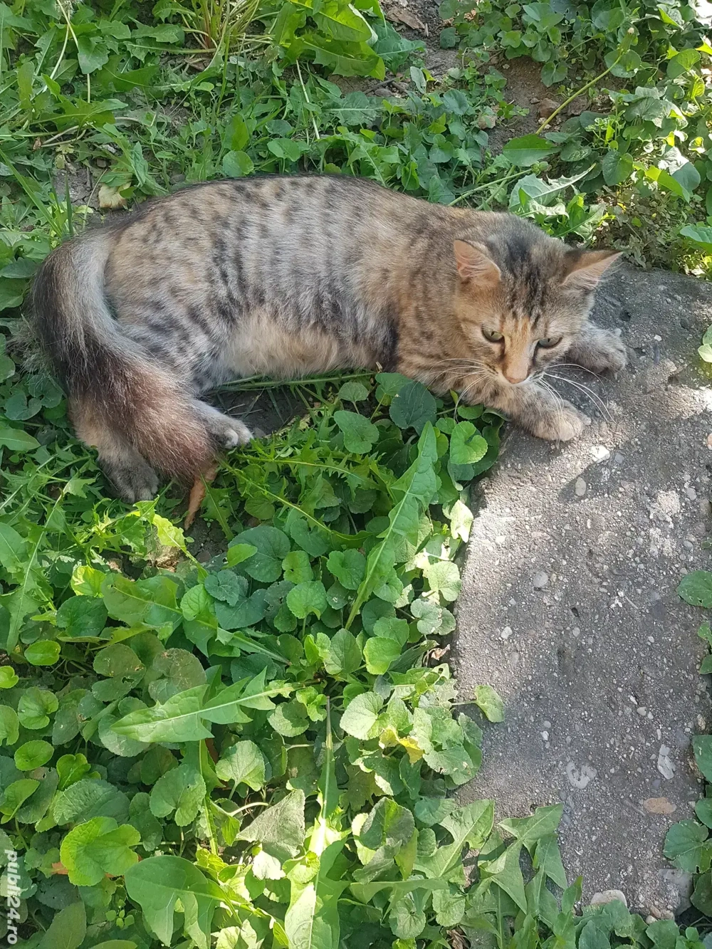 Dona , pisica adulta , paznic bun al curtii